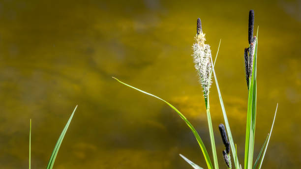 Flowering sedge "u2018Carex Nigra"u2019 (Carex melanostachya) on garden pond shore. Fluffy yellow hats on Black or ordinary sedge. Nature concept for spring design. There is place for text Flowering sedge "u2018Carex Nigra"u2019 (Carex melanostachya) on garden pond shore. Fluffy yellow hats on Black or ordinary sedge. Nature concept for spring design. There is place for text carex nigra stock pictures, royalty-free photos & images
