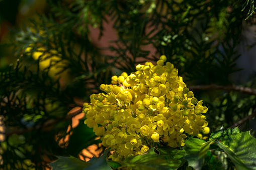 Mahonia aquifolium or Oregon grape blossom in spring garden. Soft selective focus of bright yellow flowers. Wonderful natural background for any idea. There is place for text