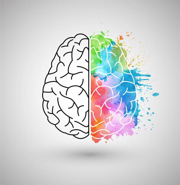 Left/right brain theory Left/right brain theory integral stock illustrations