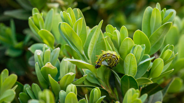 oruga de la polilla del árbol de caja (perspectalis de cydalima) en la caja buxus sempervirens. primer plano de la peste rayada en las hojas de frech. la plaga más grande para buxus sempervirens, caja europea o invasor de madera de caja - branch caterpillar animal hair insect fotografías e imágenes de stock