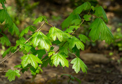 Young green leaves of Field maple maple Acer Campestre. Delicate maple twigs on blurred brown spring background. Nature concept for any design. Soft selective focus