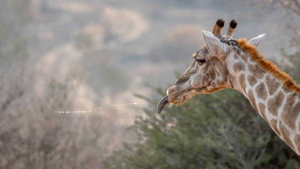 giraffe торчали его язык и силива летать по всему месту фондового изображения, захваченных в pilanesberg национальный парк - pilanesberg national park фотографии стоковые фото и изображения