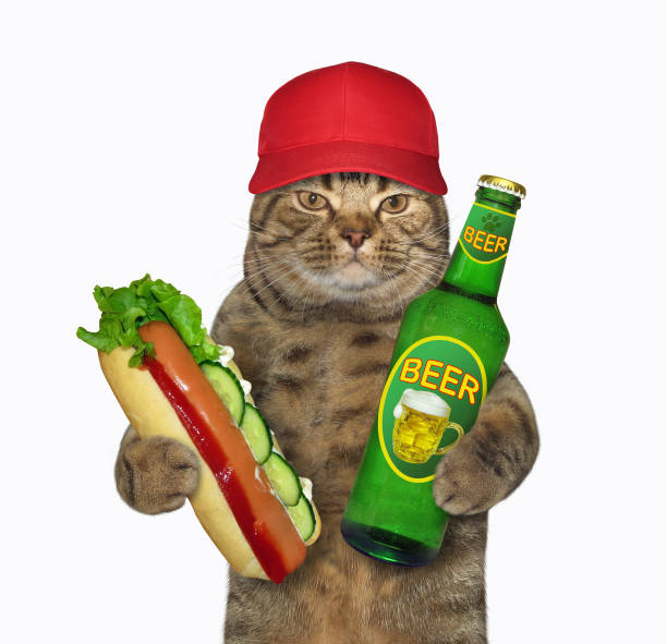 istock Cat has beer with hot dog 1224675278