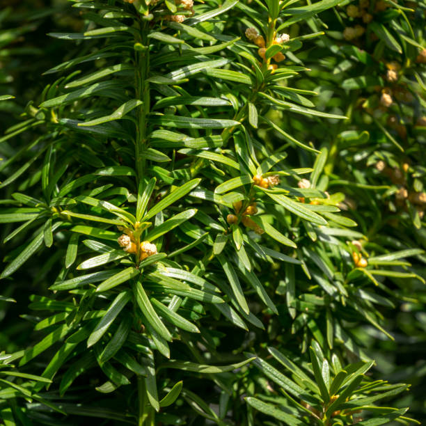 Flowering yew Taxus baccata Fastigiata Aurea. New bright green with yellow stripes foliage on English or European yew in spring garden. Selective focus. Nature concept for design Flowering yew Taxus baccata Fastigiata Aurea. New bright green with yellow stripes foliage on English or European yew in spring garden. Selective focus. Nature concept for design taxus baccata fastigiata stock pictures, royalty-free photos & images