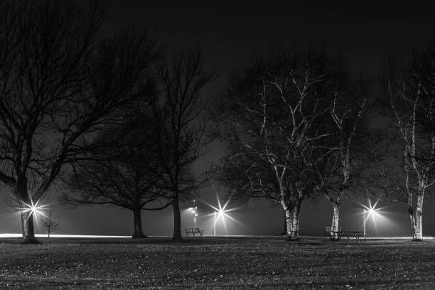 istock Black and White Image of Trees on Rainy Night 1224675622