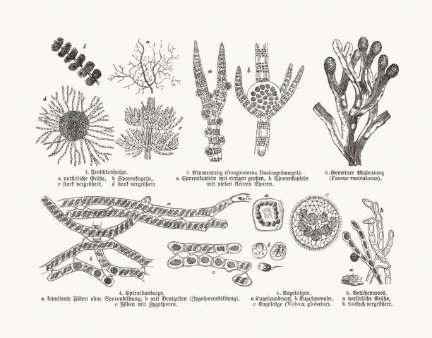 Seaweed and algae, wood engravings, published in 1893 Seaweed and algae: 1) Frog spawn algae (Batrachospermum gelatinosum); 2) Flower tang (Gongrocerus Deslongchampii); 3) Bladder wrack (Fucus vesiculosus, or Fascus vesiculosus); 4) Spirotaenia; 5) Volvox globator; 6) Green alga (Chlorophyta). Description in German. Wood engravings, published in 1893. volvox stock illustrations