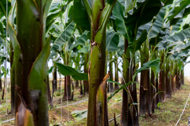 istock banana greenhouse 1224676674