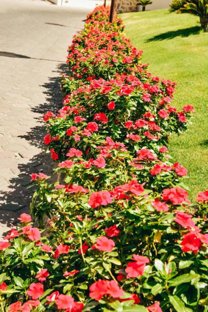 istock red flowers in Egypt hotel 1224676728