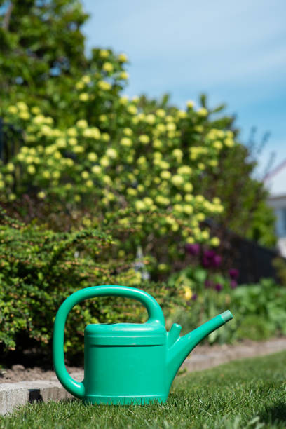 istock watering can in garden 1224676837