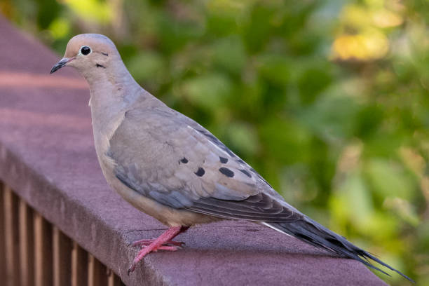 istock Pigeon bird on wooden railing 1224677563