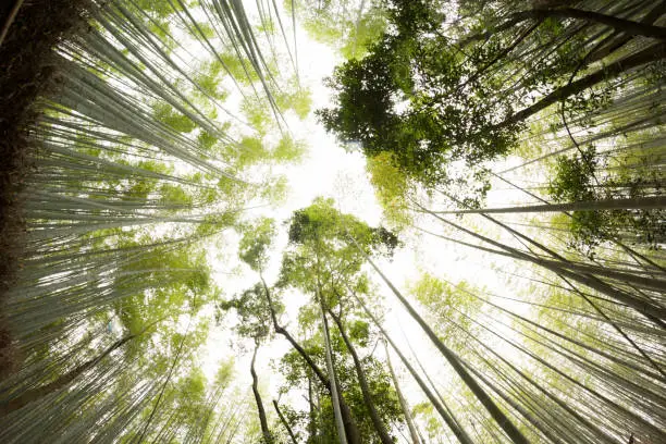 Photo of Tall and beautiful bamboo trees