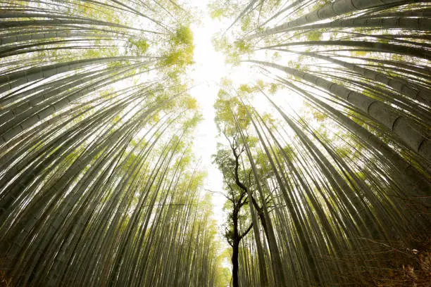 Photo of Tall and beautiful bamboo trees