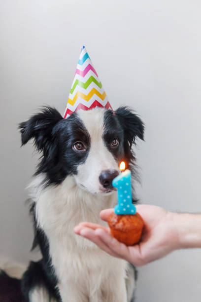 150+ Birthday Border Collie Dog Stock Photos, Pictures & Royalty-Free ...