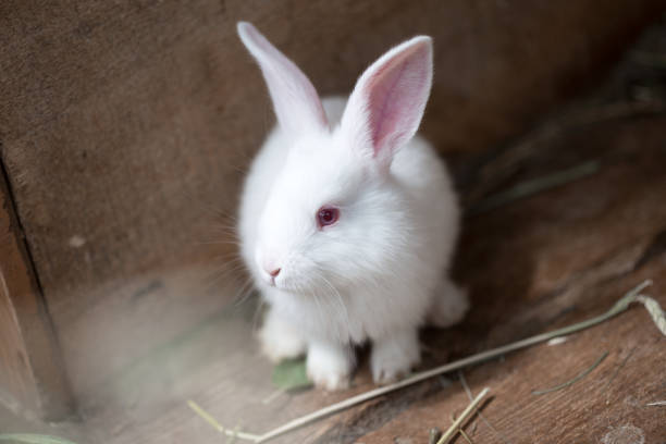 istock little beautiful white rabbit in a cage