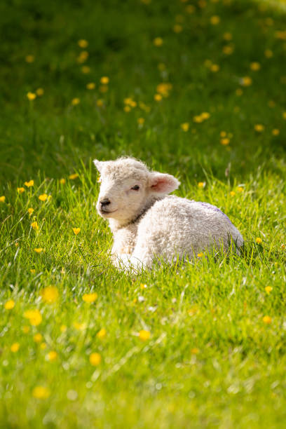 un agneau au printemps - lamb young animal sheep livestock photos et images de collection