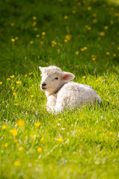 A Lamb in Springtime A lamb sitting in the spring sunshine, in a meadow with buttercups lamb animal stock pictures, royalty-free photos & images