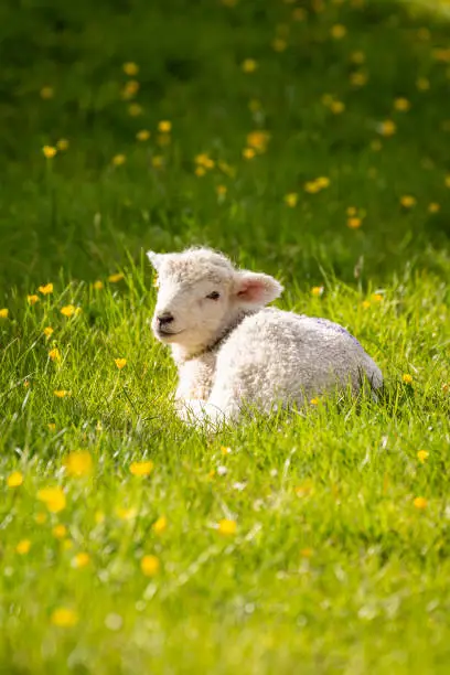 A lamb sitting in the spring sunshine, in a meadow with buttercups