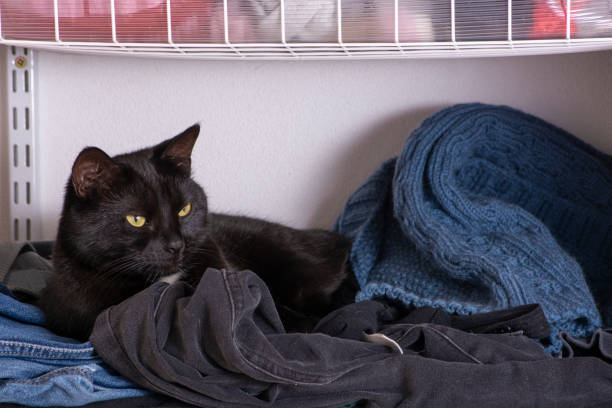 istock Black cat lies in the closet on clothes 1224681486