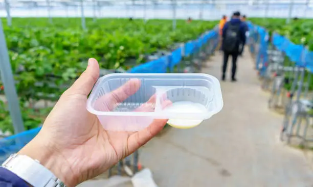 Photo of People hold box, cup filled sweetened condensed milk for dip fresh strawberry, crispy, sweet, mellow and delicious, in Japan farm. Concept of Japanese garden house tour with copy space for advertise.