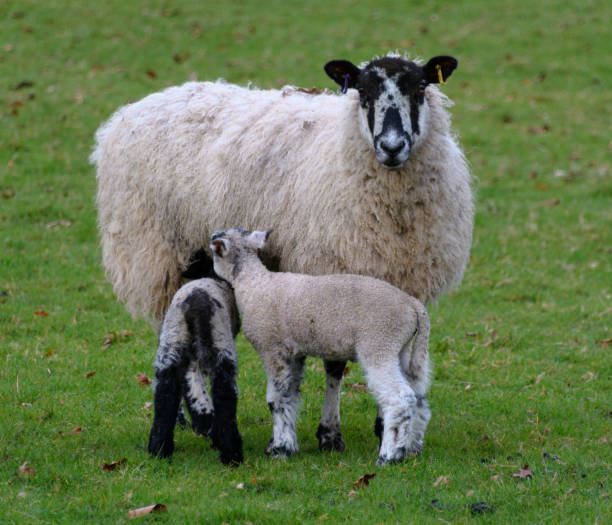 istock A Kerry Hill Sheep nurturing it's two lambs 1224681792