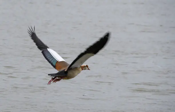 An Egyptian Goose in flight over the water of the River Thames