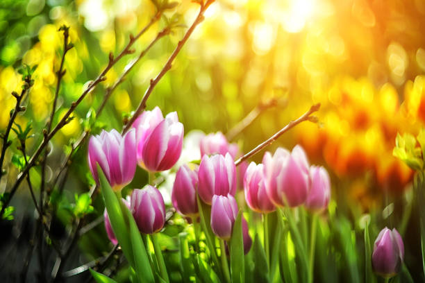 istock Spring background. multicolored tulips with selective focus on a blurred background of nature. 1224681868