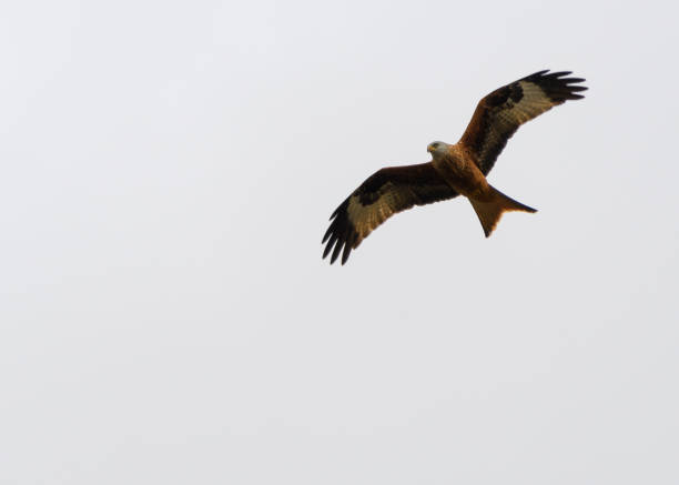 istock A Red Kite flying through grey skies over Buckinghamshire 1224682012