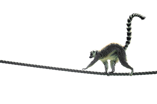 Lemur climbing on a rope