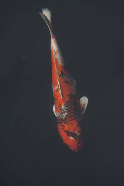 istock 31 May 2008 red orange color koi fish in pool with natural plants. 1224683995