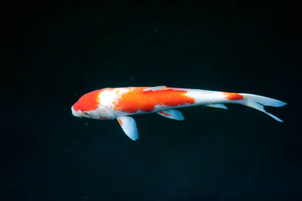 istock 31 May 2008 red orange color koi fish in pool with natural plants. 1224684007