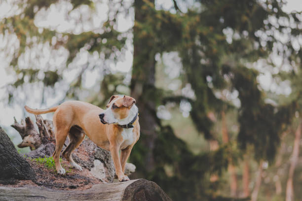 istock Beautiful active dog in the forest, telephoto image. 1224684253