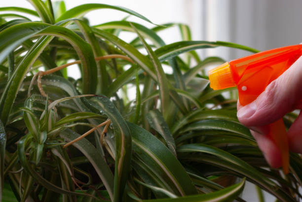 istock Houseplants water spraying 1224684989