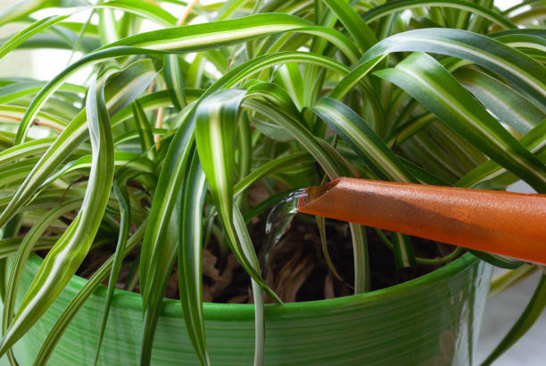 Houseplants watering. Plant caring. Houseplants watering. Plant caring. Chlorophytum pouring. Indoors. spider plant photos stock pictures, royalty-free photos & images