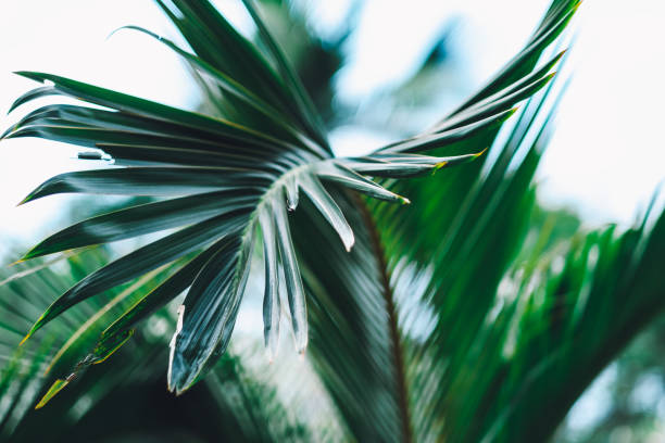 istock Background with tropical plants and palm branches. 1224685370
