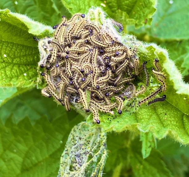 Small tortoiseshell butterfly caterpillars instar nest A nest of small tortoiseshell butterfly caterpillars in a web on a nettle caterpillar's nest stock pictures, royalty-free photos & images