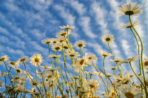 Spring meadow with golden daisies. View from below.