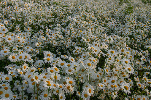 Field of Daisy flowers in the evening sun