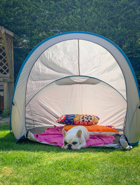 istock French Bulldog napping inside camping tent in the garden 1224686450