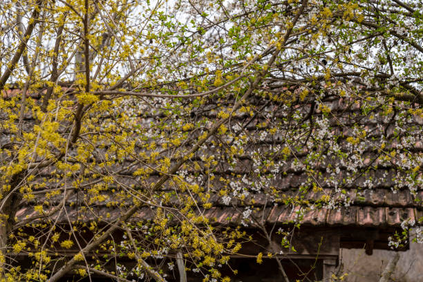 Nature and architecture, textured photo