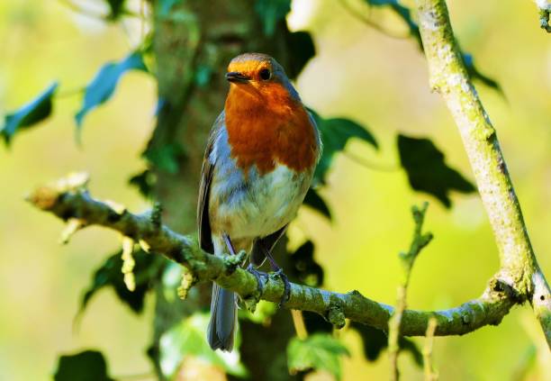 istock Beautiful robin red breast sitting on a twig beak open 1224687237