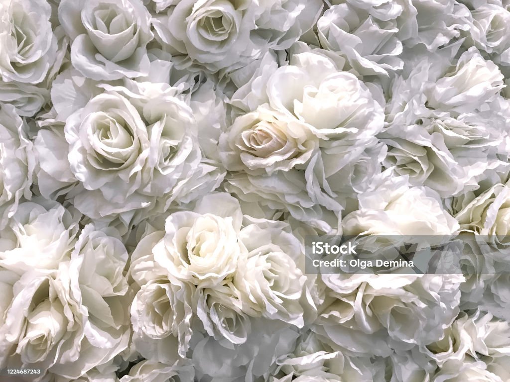 Flores Blancas Rosas Fondo De La Pared Primavera Verano Textura Floral  Pared De Prensa Romántica Textura De Fondo Primaveral Foto de stock y más  banco de imágenes de Abstracto - iStock