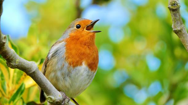 istock Beautiful singing robin red breast sitting on a branch 1224687282