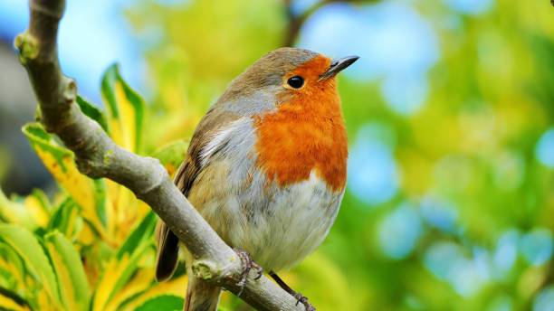 istock Beautiful  robin red breast sitting on a branch 1224687296