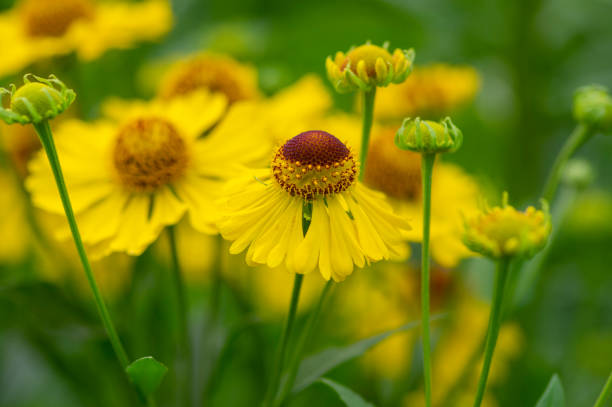 Helenium autumnale common sneezeweed in bloom, bunch of yellow brown flowering flowers Helenium autumnale common sneezeweed in bloom, bunch of yellow brown flowering flowers, green leaves sneezeweed stock pictures, royalty-free photos & images
