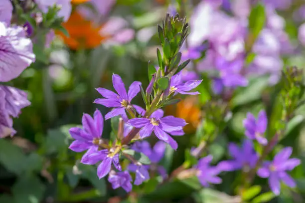 Scaevola aemula fairy fan-flower purple violet flowering ornamental plant, group of beautiful flowers in bloom, green leaves