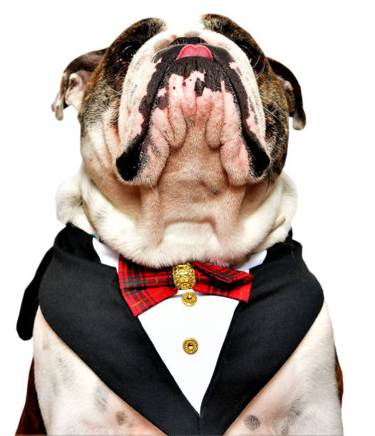 The furrowed chin of the English bulldog in costume strictly English bulldog in tuxedo for party dog tuxedo stock pictures, royalty-free photos & images