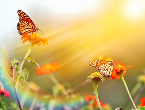 A butterfly with iridescent wings fluttering among the colorful blossoms of a garden, creating a magical scene of beauty and grace.