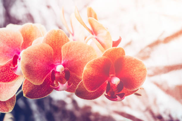 Orange Phalaenopsis Orchid Plant or Moth Orchid