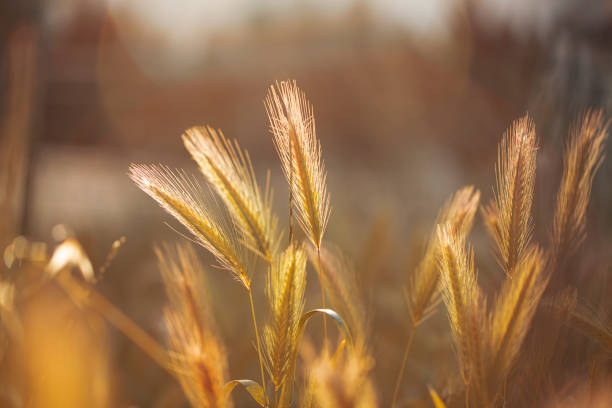 istock Sun rays brightly colored rye harvest field. 1224689494