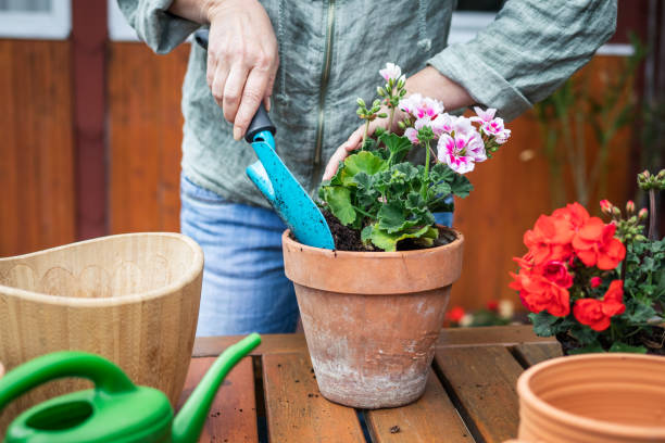 Planting pelargonium into flower pot